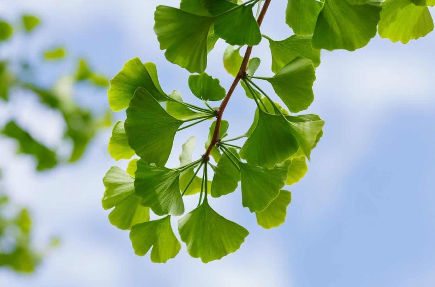 herbs that can increase a woman's libido and pleasure