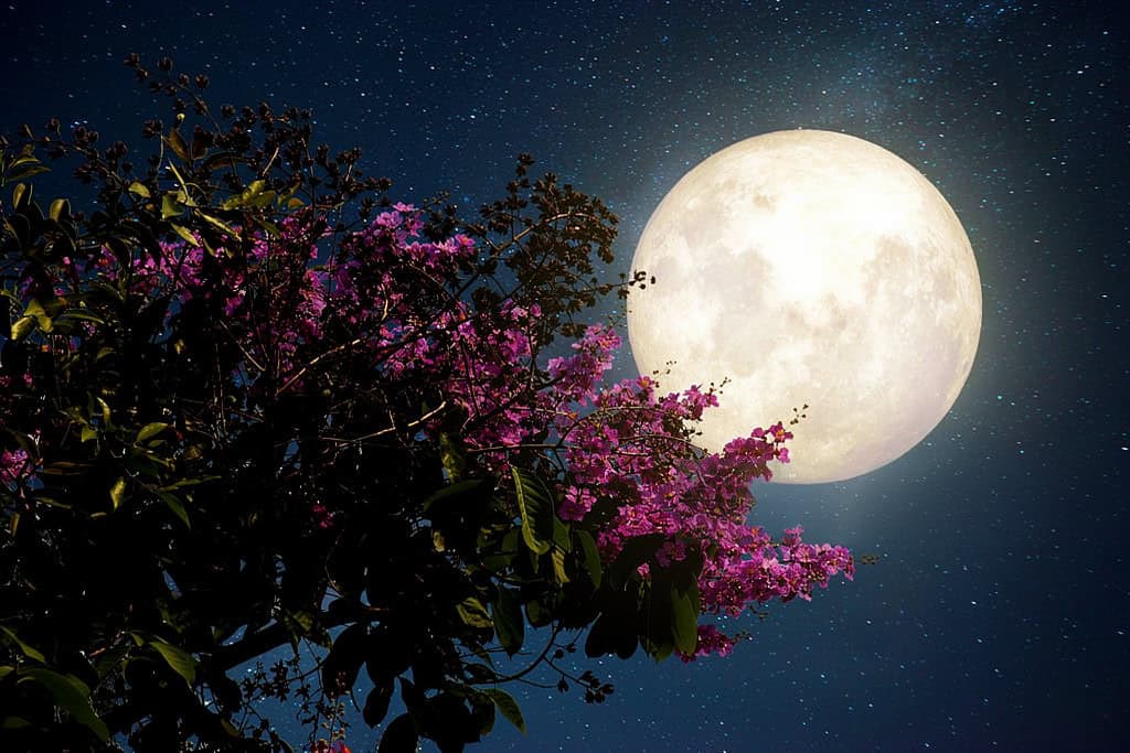 the Strawberry Moon