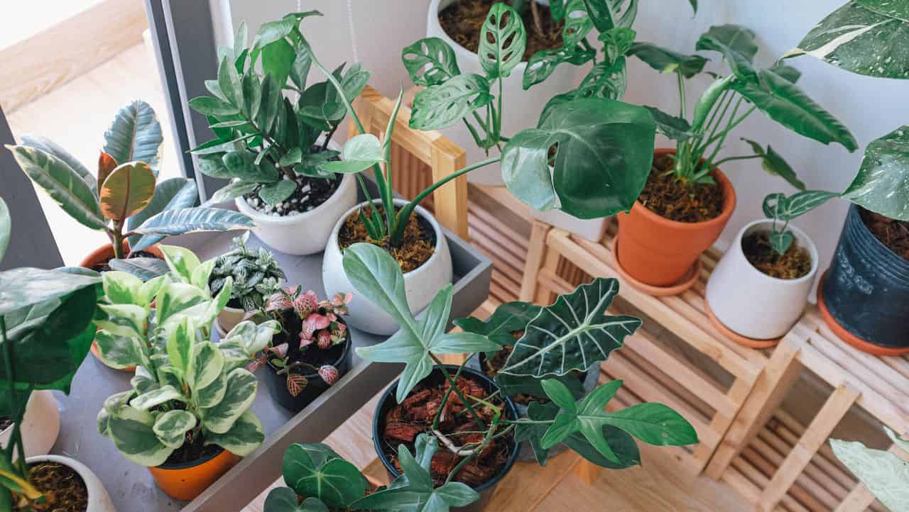 Tips for keeping indoor plants alive