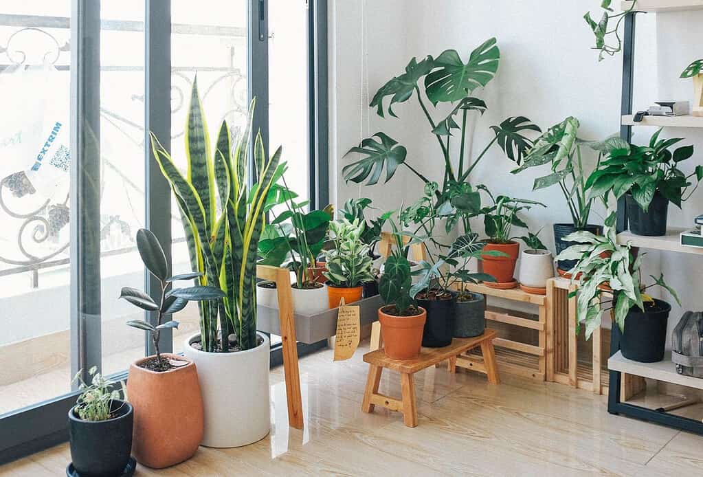 low-maintenance indoor plants for clean air