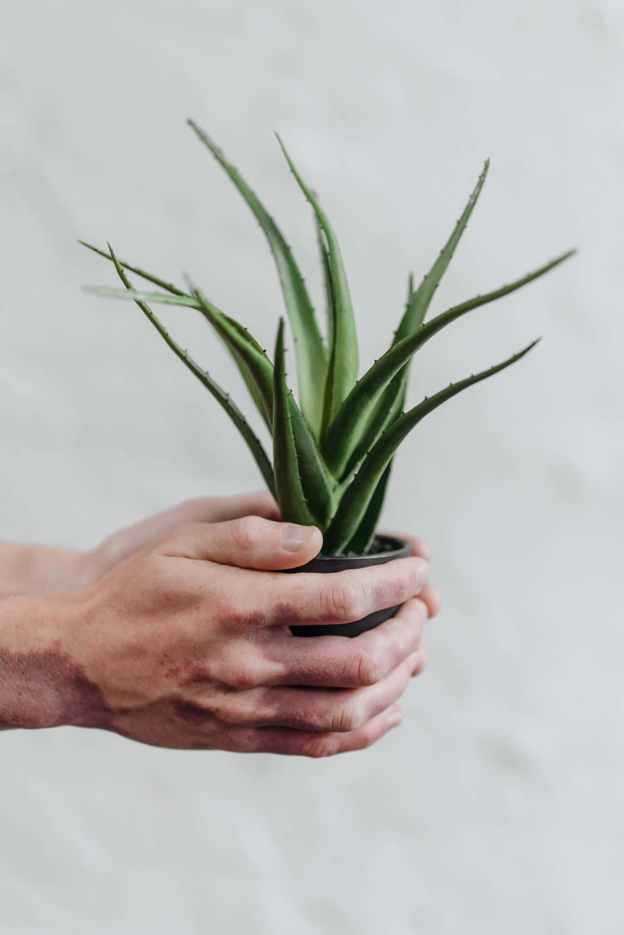 low-maintenance indoor plants for clean air