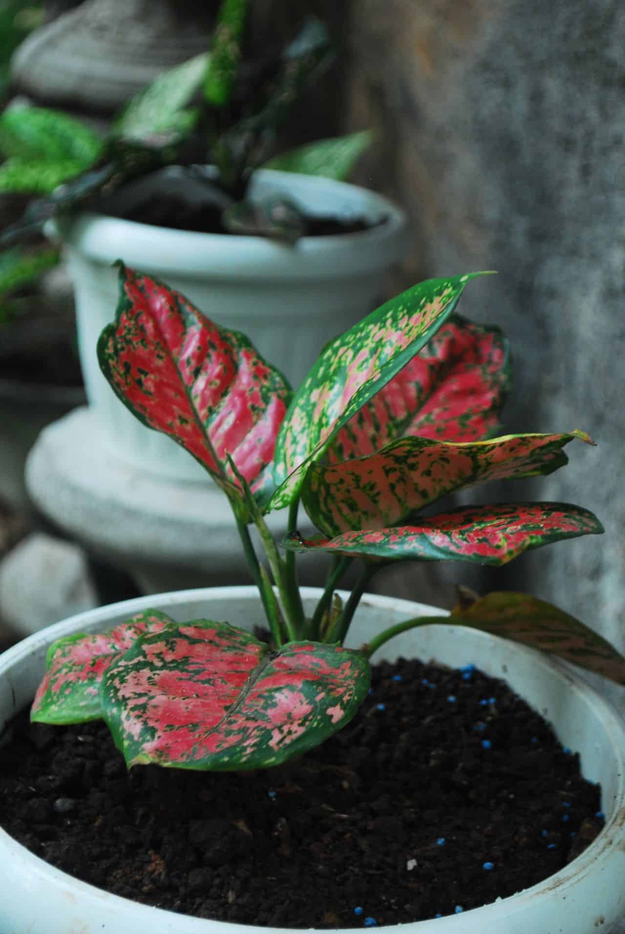 best indoor plants for air purification