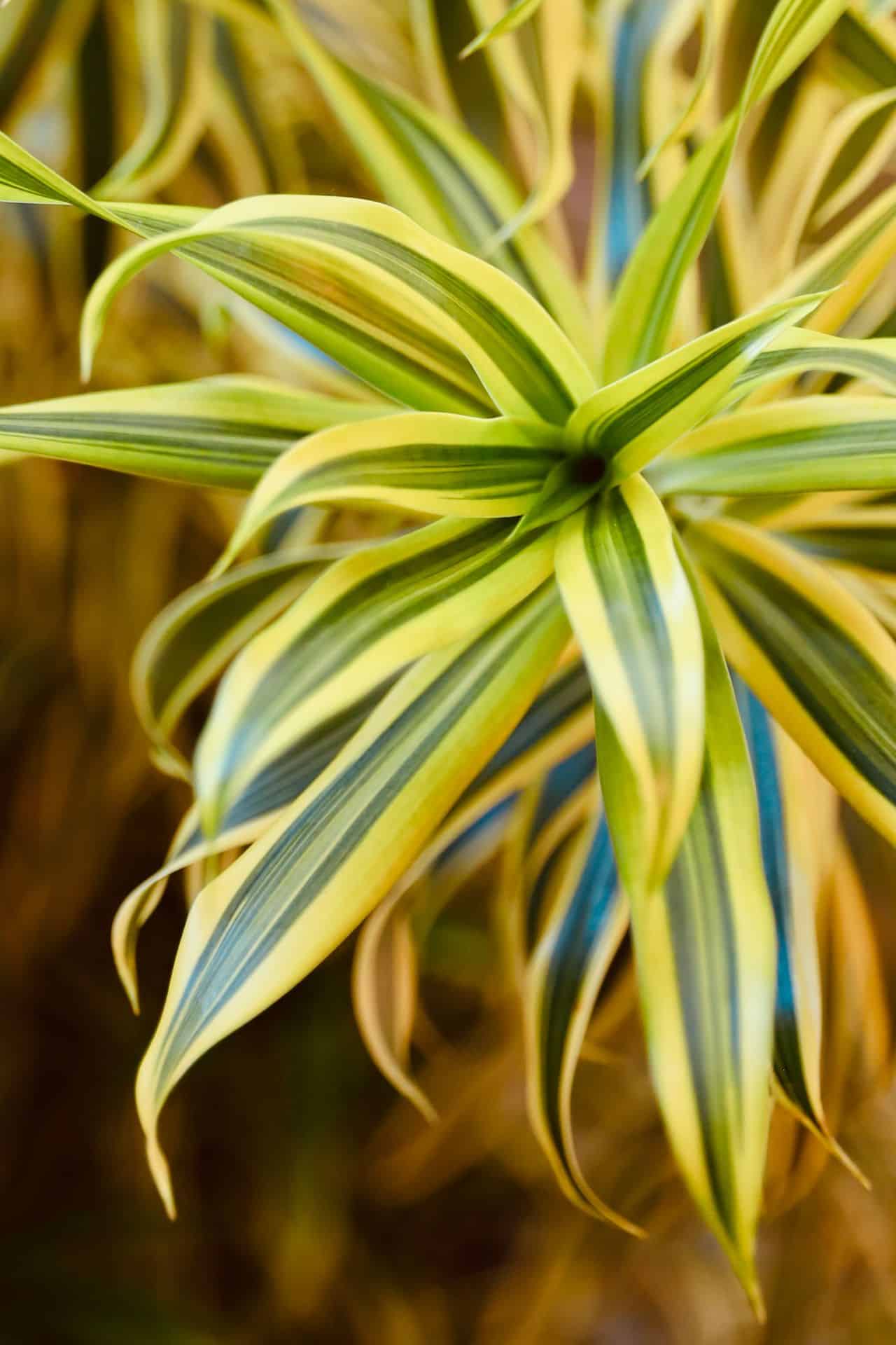 indoor plants that clean the air and remove toxins