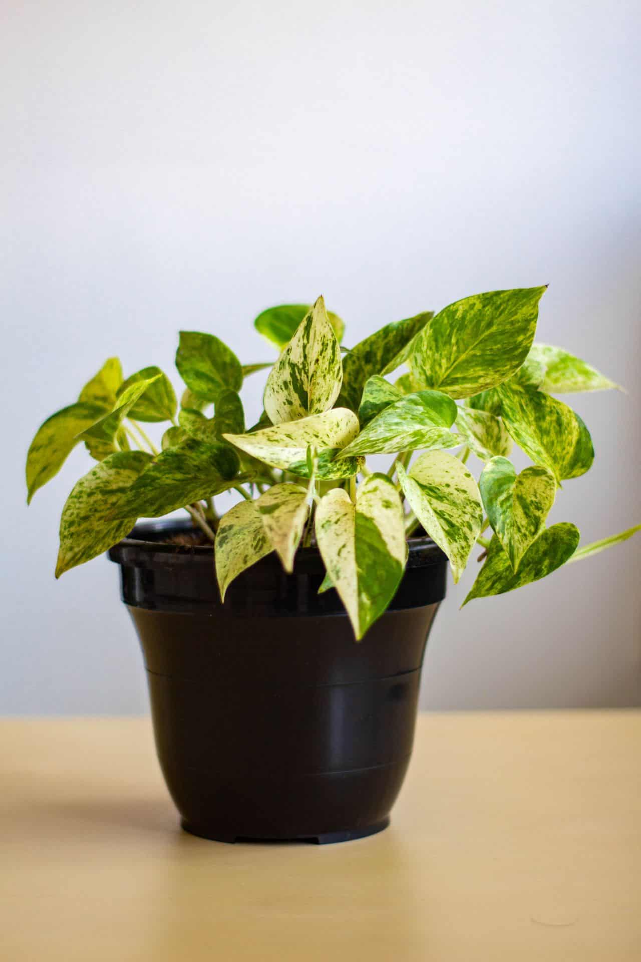 low-maintenance indoor plants