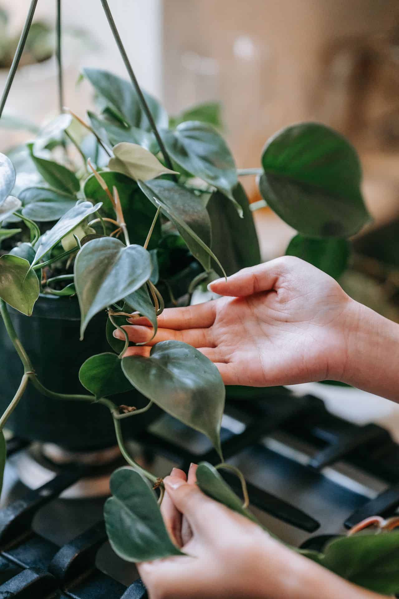 Air purifying house plants