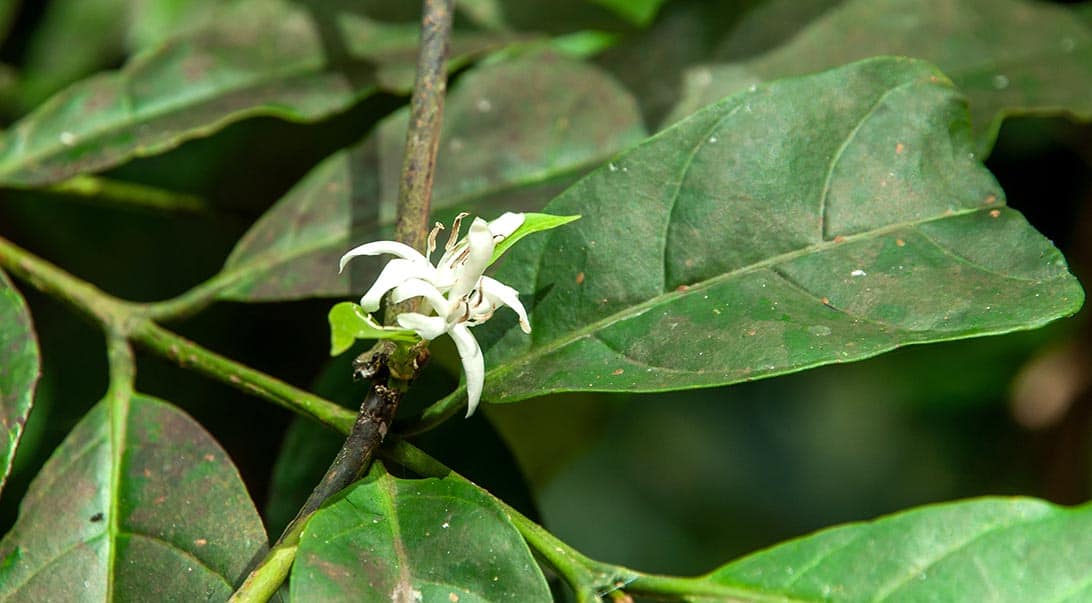 herbs that can boost a man's sexual performance