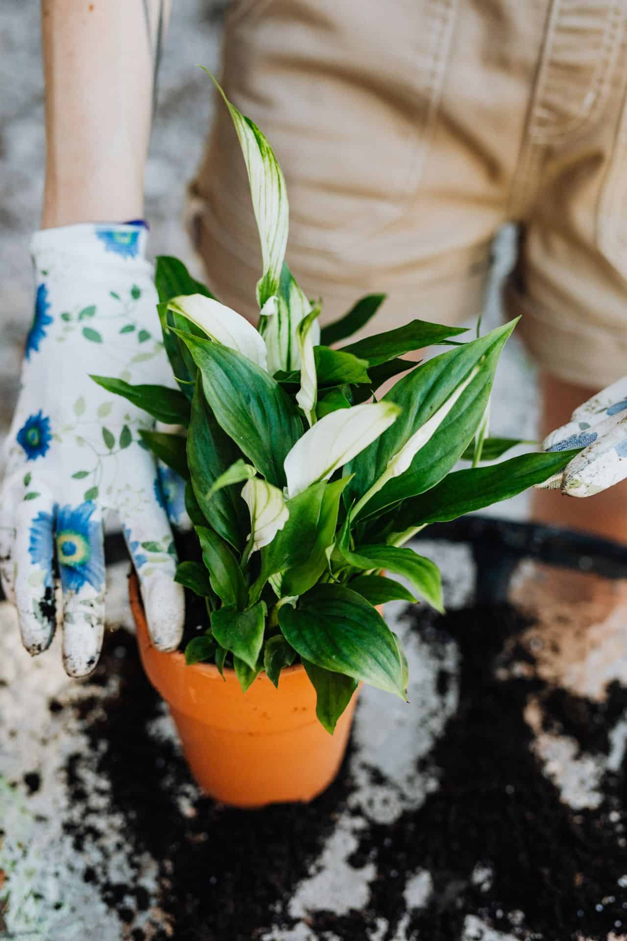 indoor plants that clean the air and remove toxins