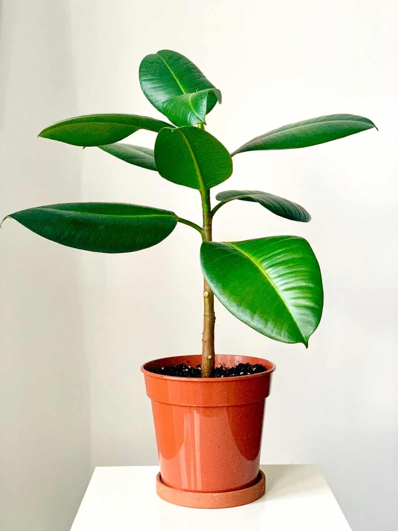 best indoor plants for air purification