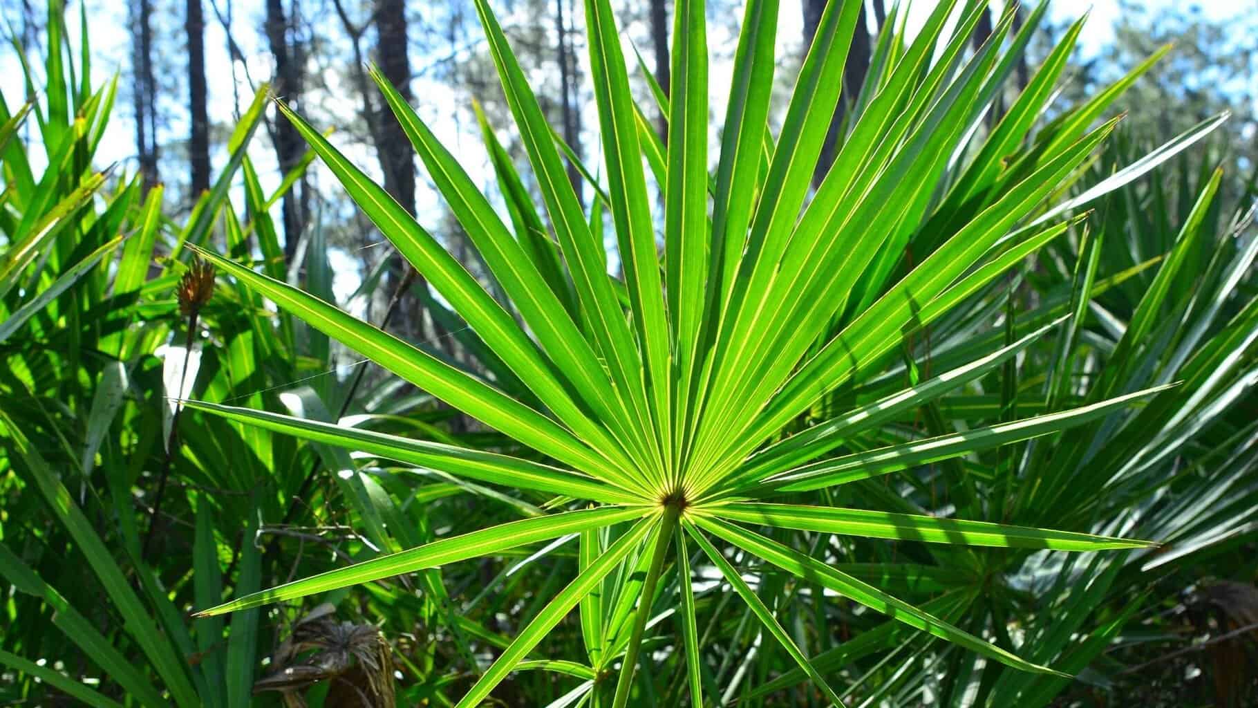 herbs that can boost a man's sexual performance