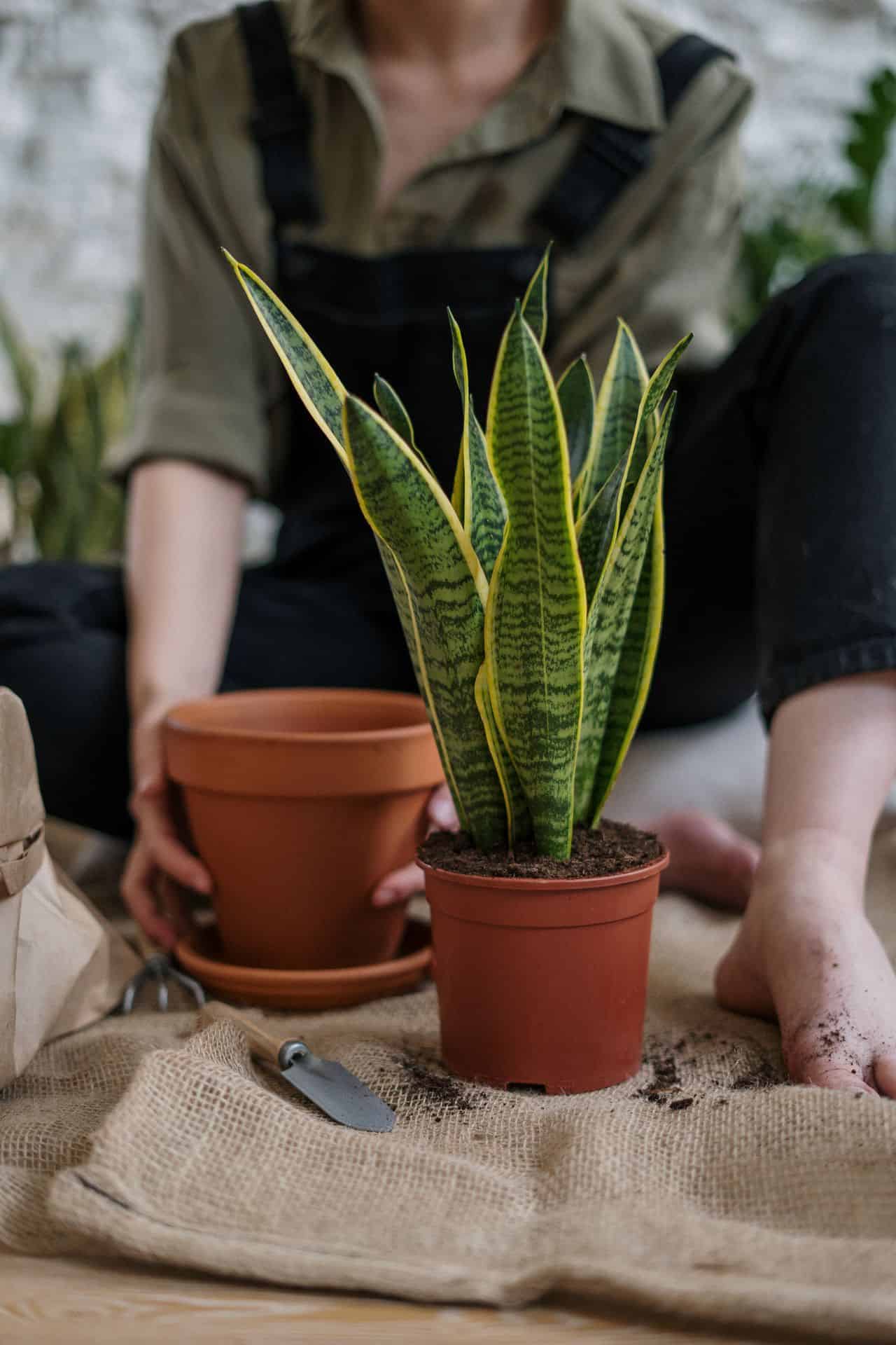 low-maintenance indoor plants