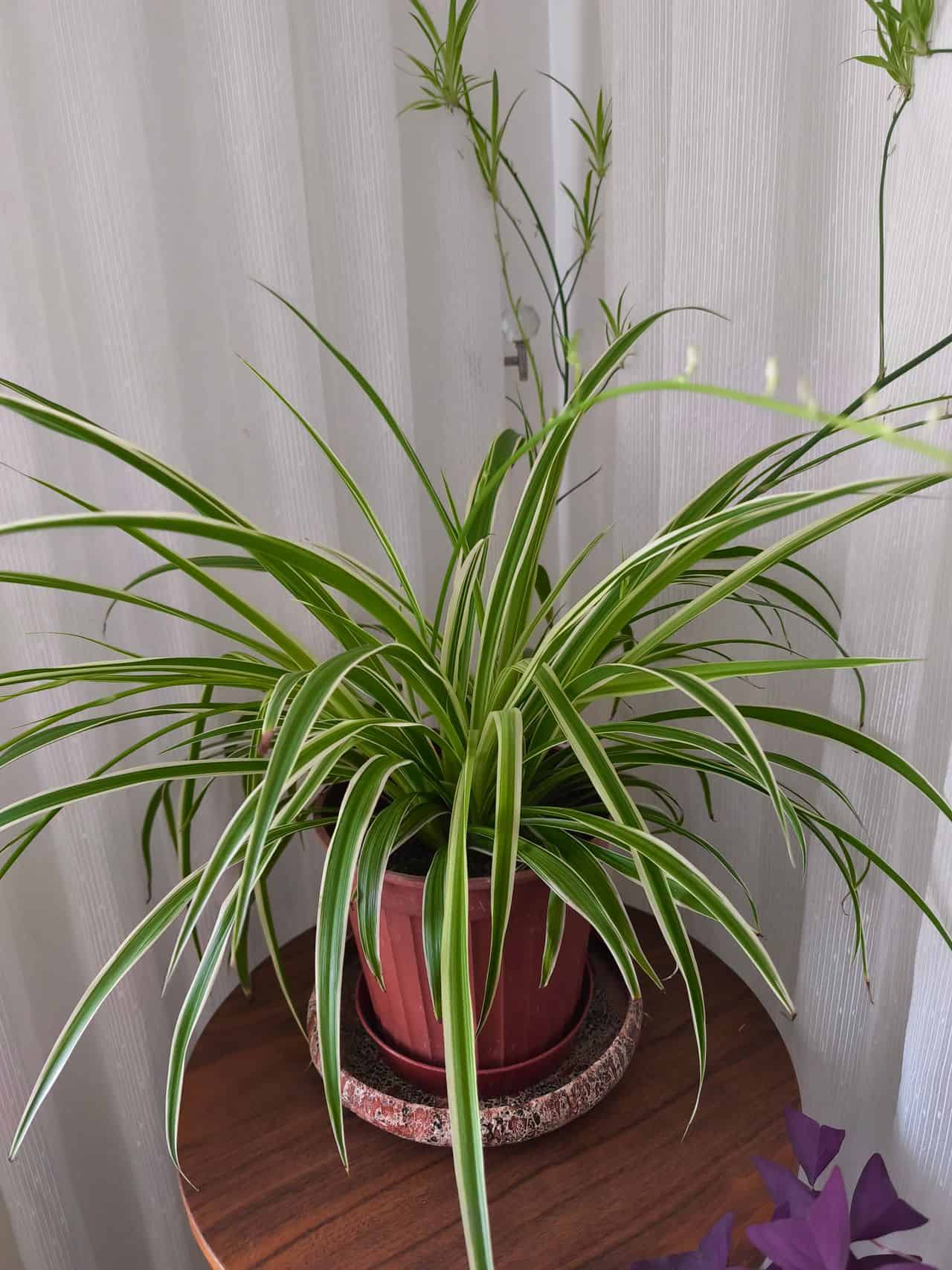 Air purifying house plants