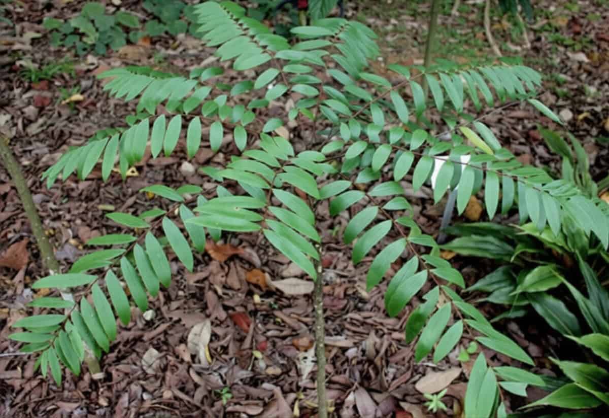 herbs that can boost a man's sexual performance