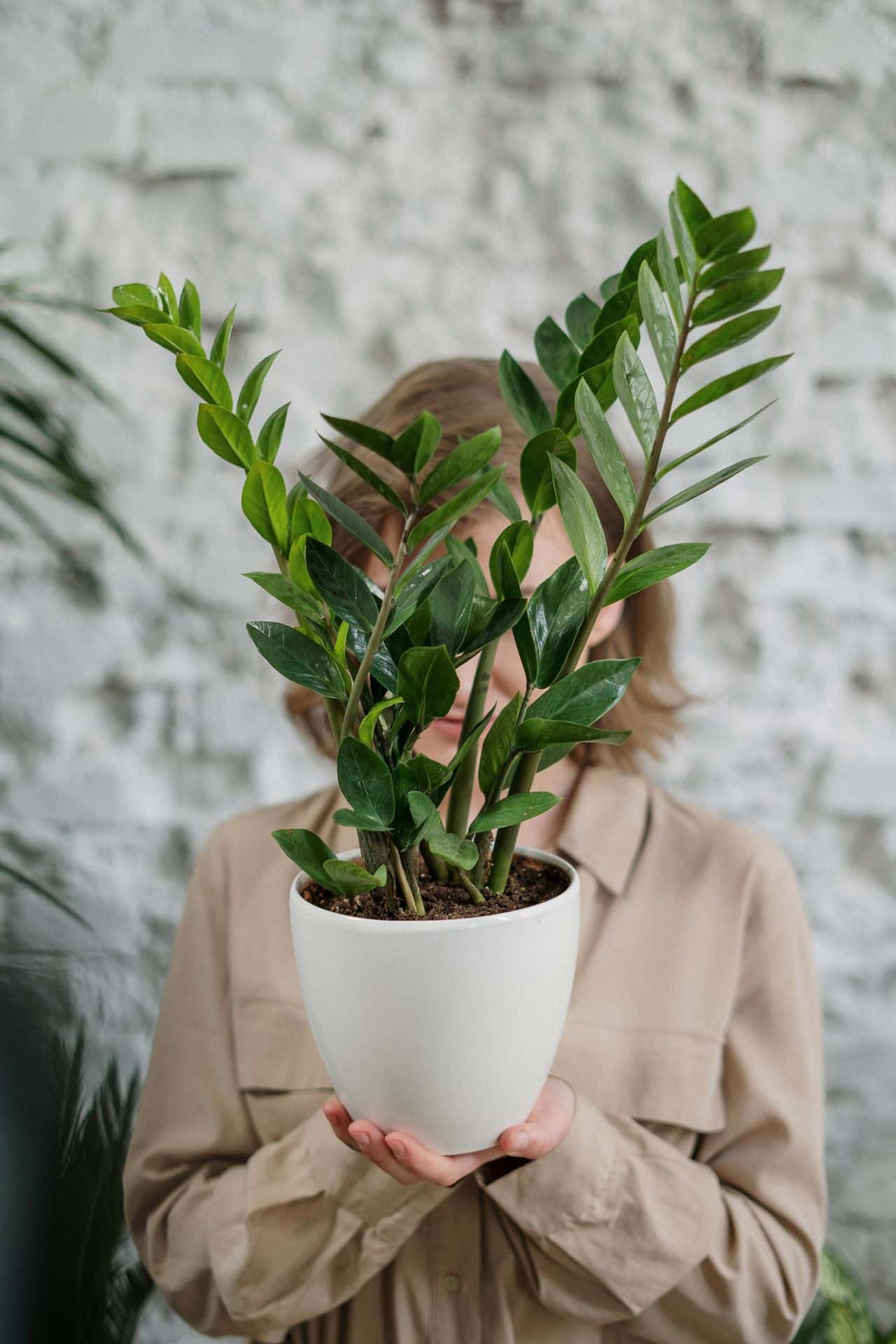 low-maintenance indoor plants for clean air