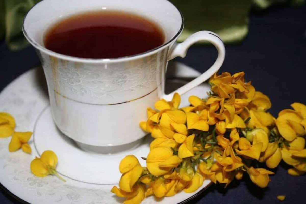 benefits of honeybush tea